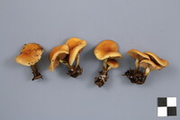 Pholiota spumosa image